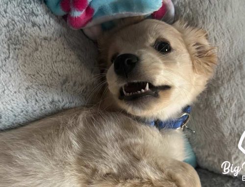 Do Dogs Really Smile? Understanding Canine Expressions