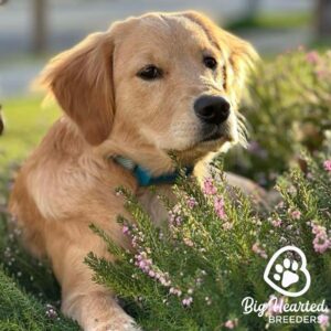 Adult mini Golden Retriever lying down in a bush of flowers
