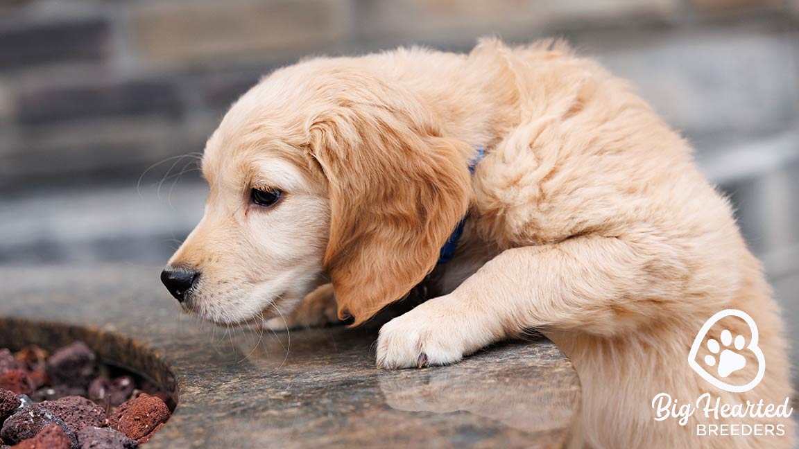 Mini Golden using his dog's sense of smell to investigate a fire pit