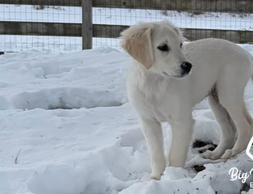How a Dog’s Sense of Smell Shapes Their Behavior