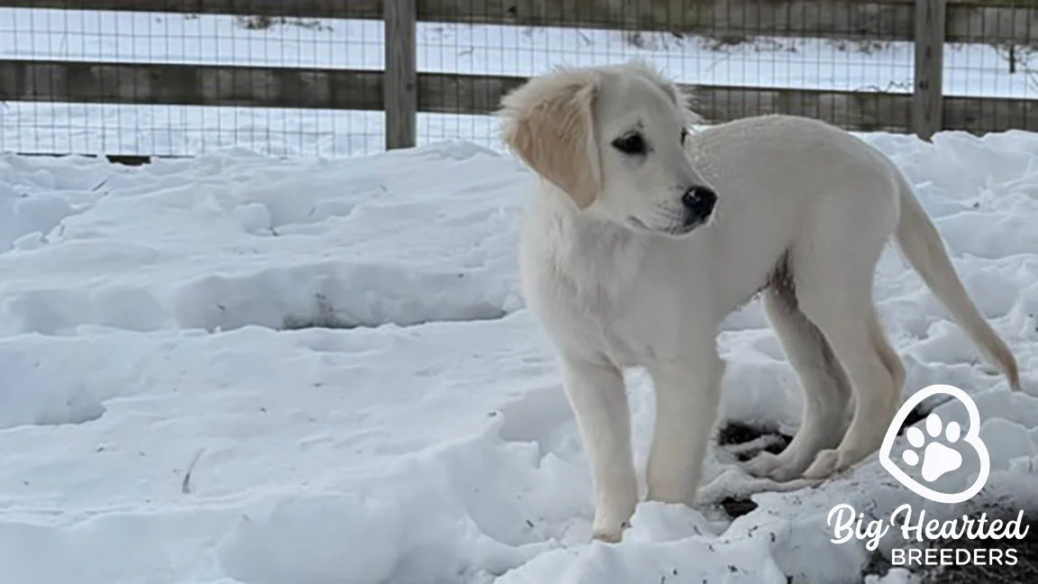 White mini Golden Retriever playing in the snow