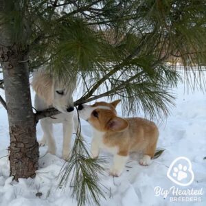 Two puppies playing in a snowy backyard, standing under a tree