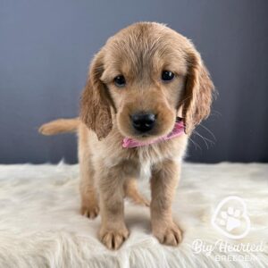 Mini Golden puppy with a pink bowtie