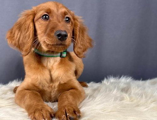 Puppy-Proofing Your Home: The Ultimate Checklist