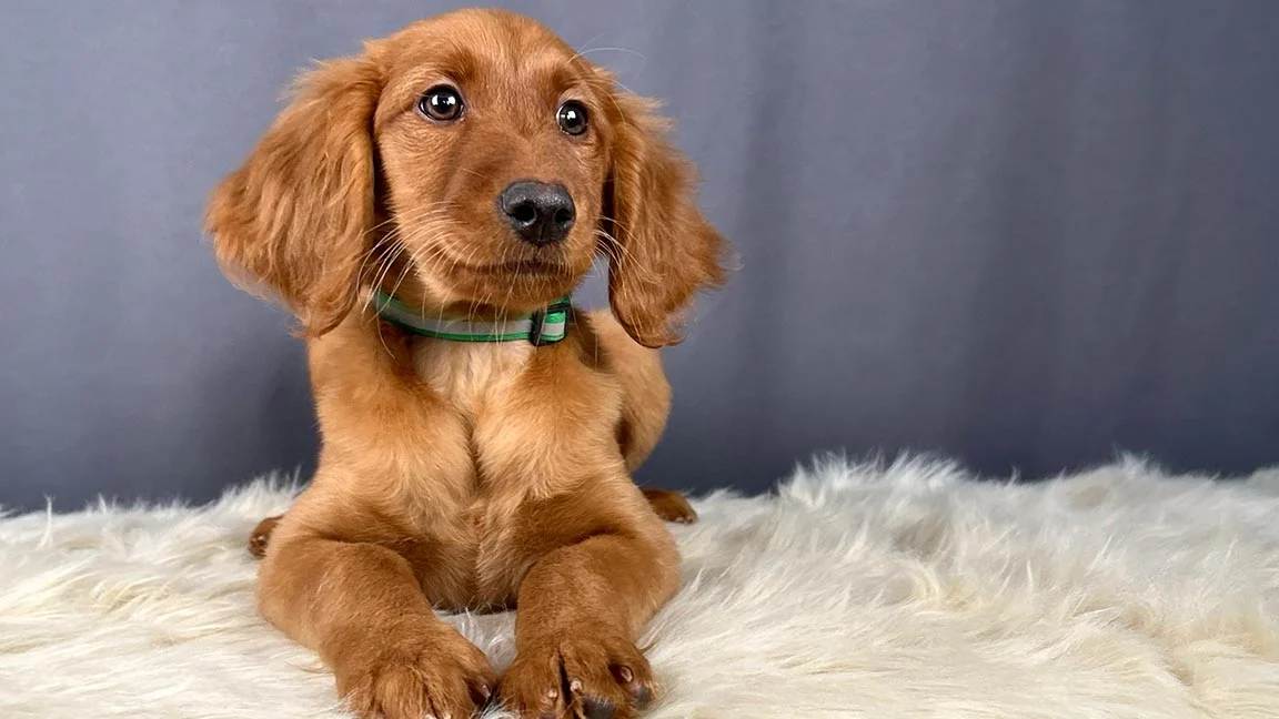 Mini Golden Retriever puppy lying with his paws forward on a white fluffy blanket