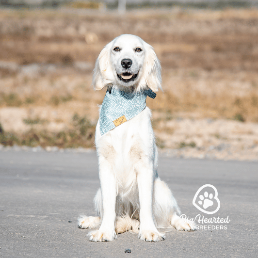 Amber Amber, Mini Golden Retriever Mom, Big Hearted Breeders