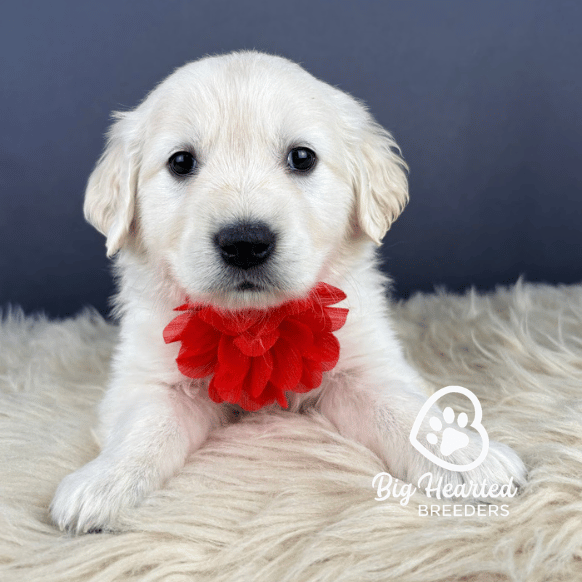 Bunny, Mini Golden Retriever Puppy, Big Hearted Breeders