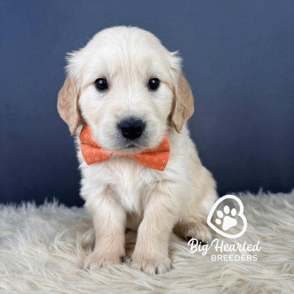 Cadbury, Mini Golden Retriever Puppy, Big Hearted Breeders