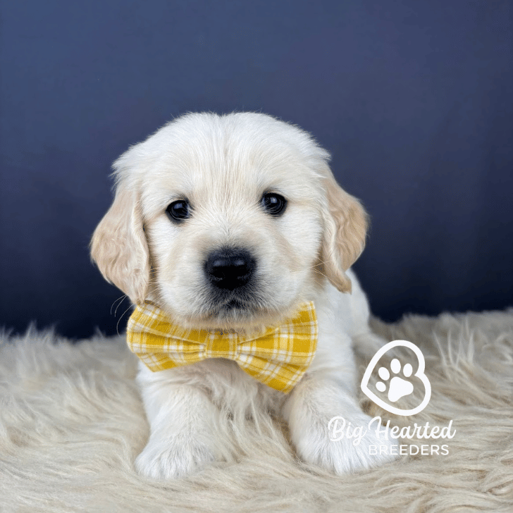 Caspian Caspian, Mini Golden Retriever Puppy, Big Hearted Breeders