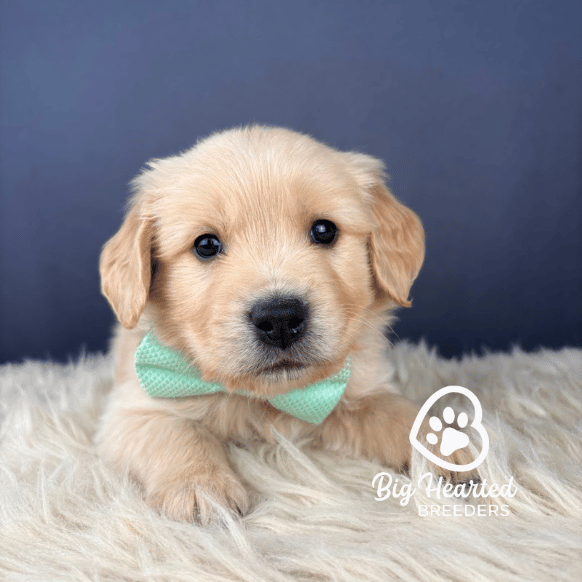 Jellybean, Mini Golden Retriever Puppy, Big Hearted Breeders