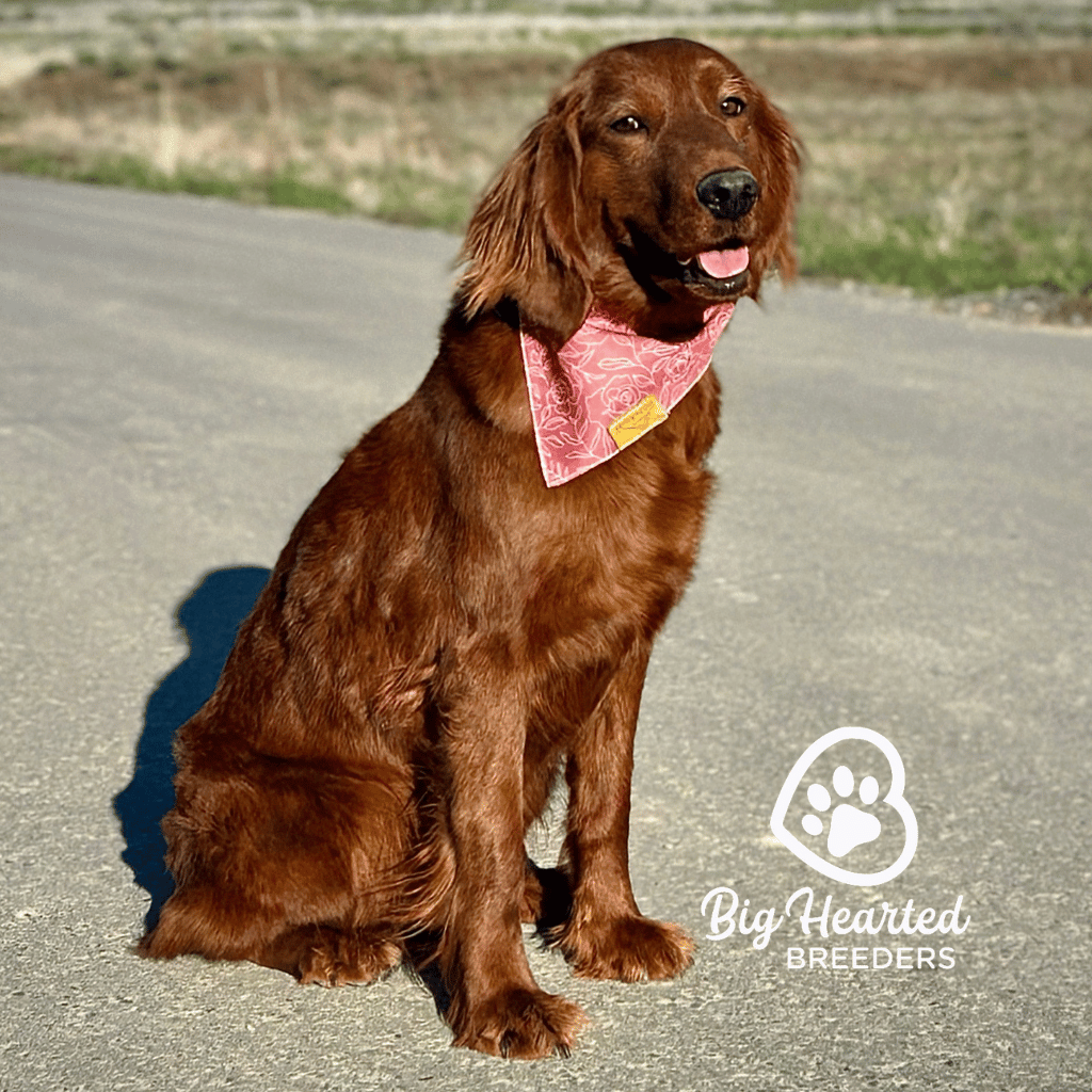 Johanna, Miniature Golden Retriever Mom, Big Hearted Breeders