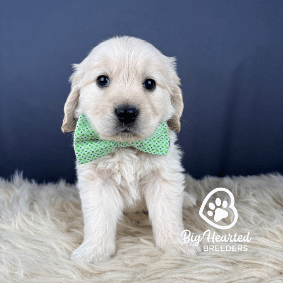 Kai Kai, Mini Golden Retriever Puppy, Big Hearted Breeders