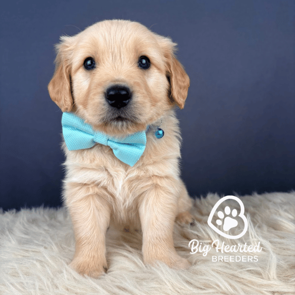 Marhsmallow, Mini Golden Retriever Puppy, Big Hearted Breeders