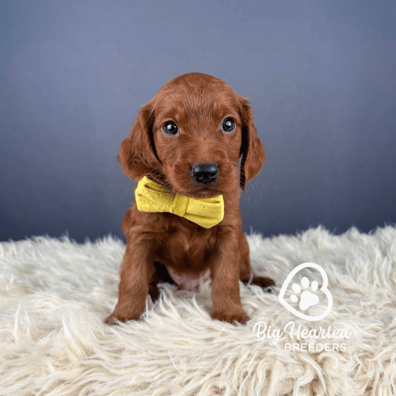 Melmen, Mini Golden Retriever Puppy, Big Hearted Breeders