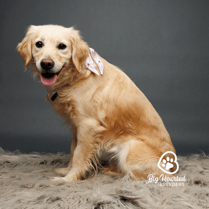 Nilla Nilla, Mini Golden Retriever Mom, Big Hearted Breeders