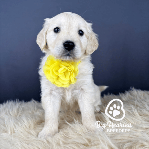 Peep, Mini Golden Retriever Puppy, Big Hearted Breeders