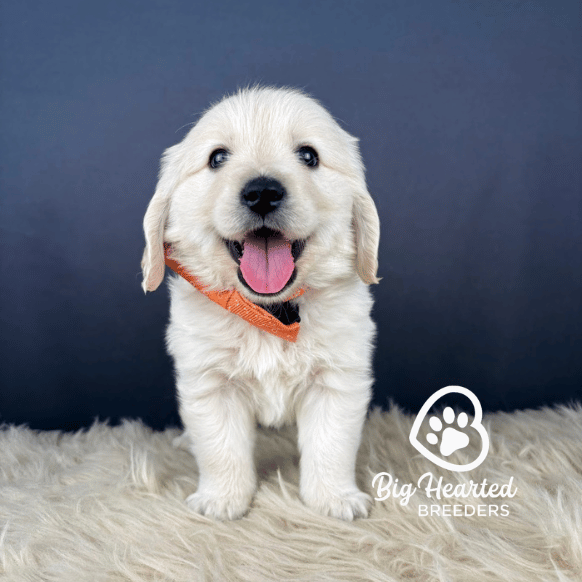 Reef Reef, Mini Golden Retriever Puppy, Big Hearted Breeders