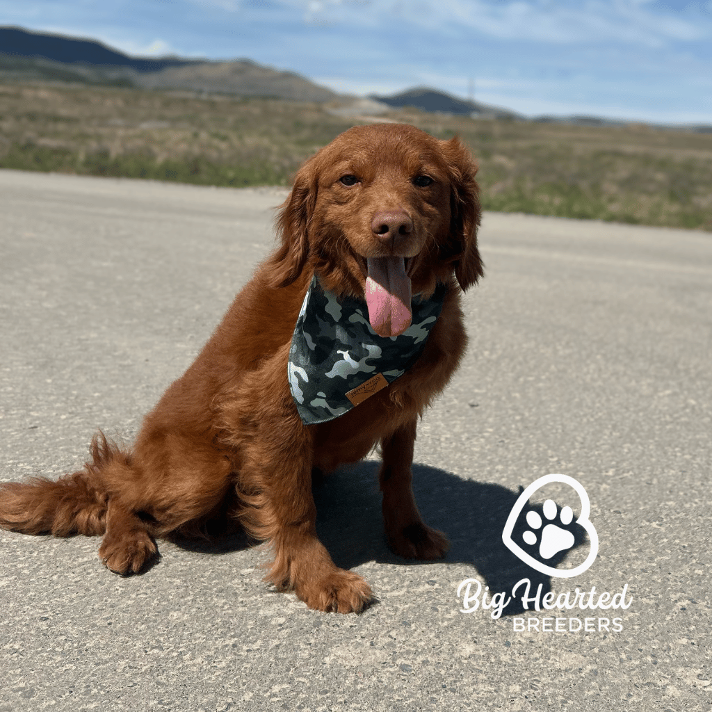 Royal Royal, Mini Golden Retriever Dad, Big Hearted Breeders