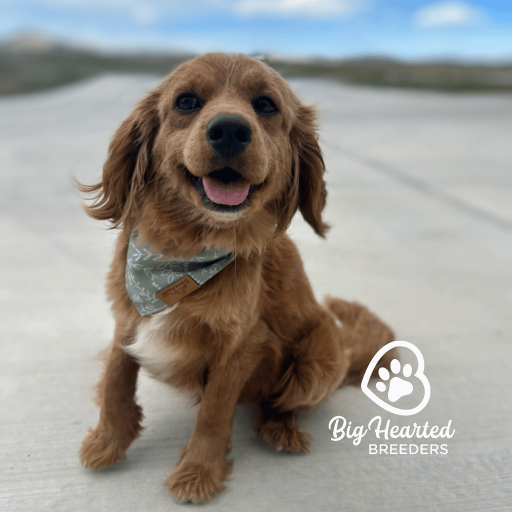 Sally Sally, Miniature Golden Retriever Mom, Big Hearted Breeders