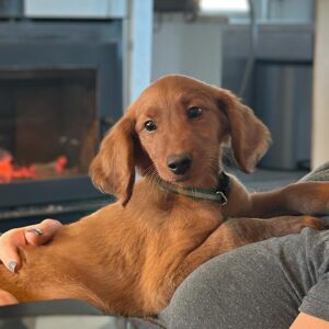 Mini Golden from Big Hearted Breeder whose parents have been health tested