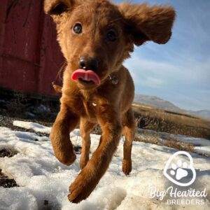 Puppy running with his tongue out