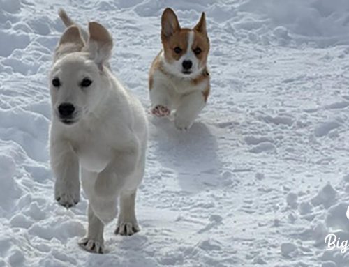 What Health Testing Actually Means in Dog Breeding
