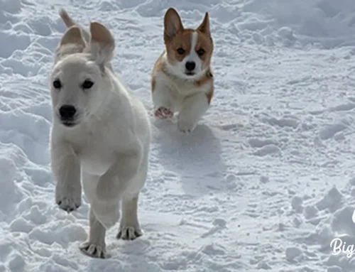 What Health Testing Actually Means in Dog Breeding