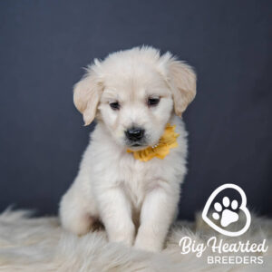 White mini Golden puppy with a ayello flower-shaped bow