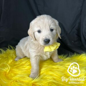 New puppy sitting on a bright yellow fluffy blanket