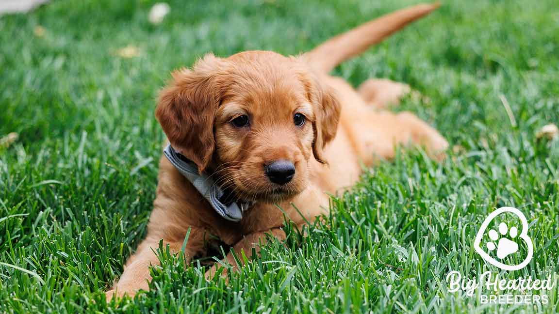 New puppy lying in the grass and feeling comfortable in his new home