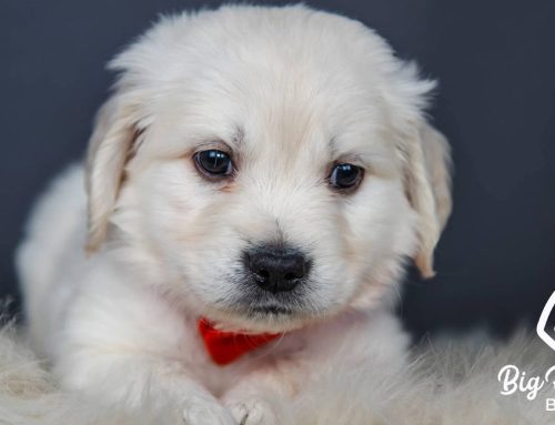 First 30 Days With a New Puppy: What No One Tells You