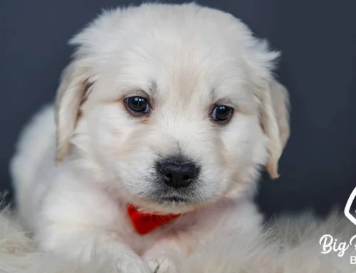 First 30 Days With a New Puppy: What No One Tells You