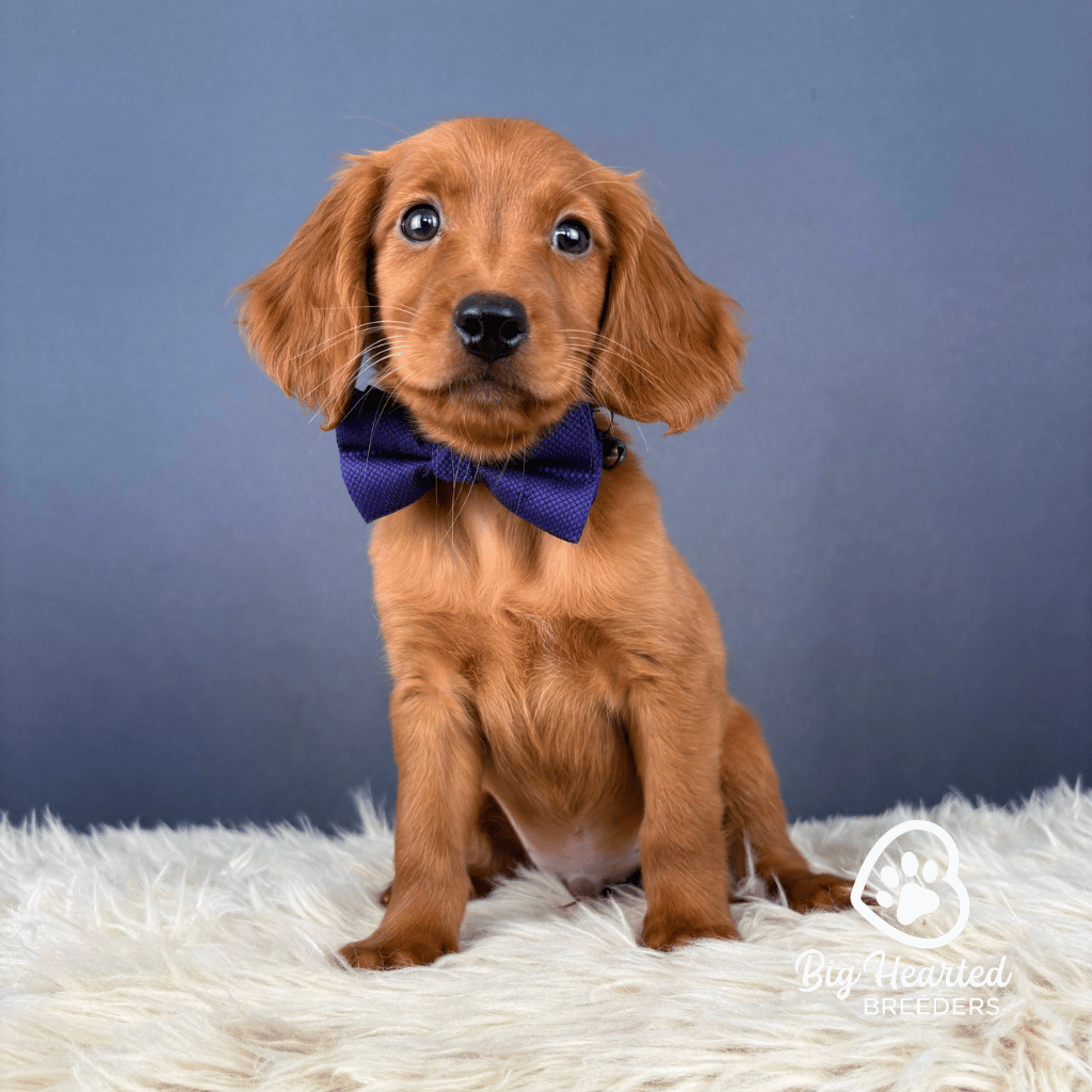 Skipper