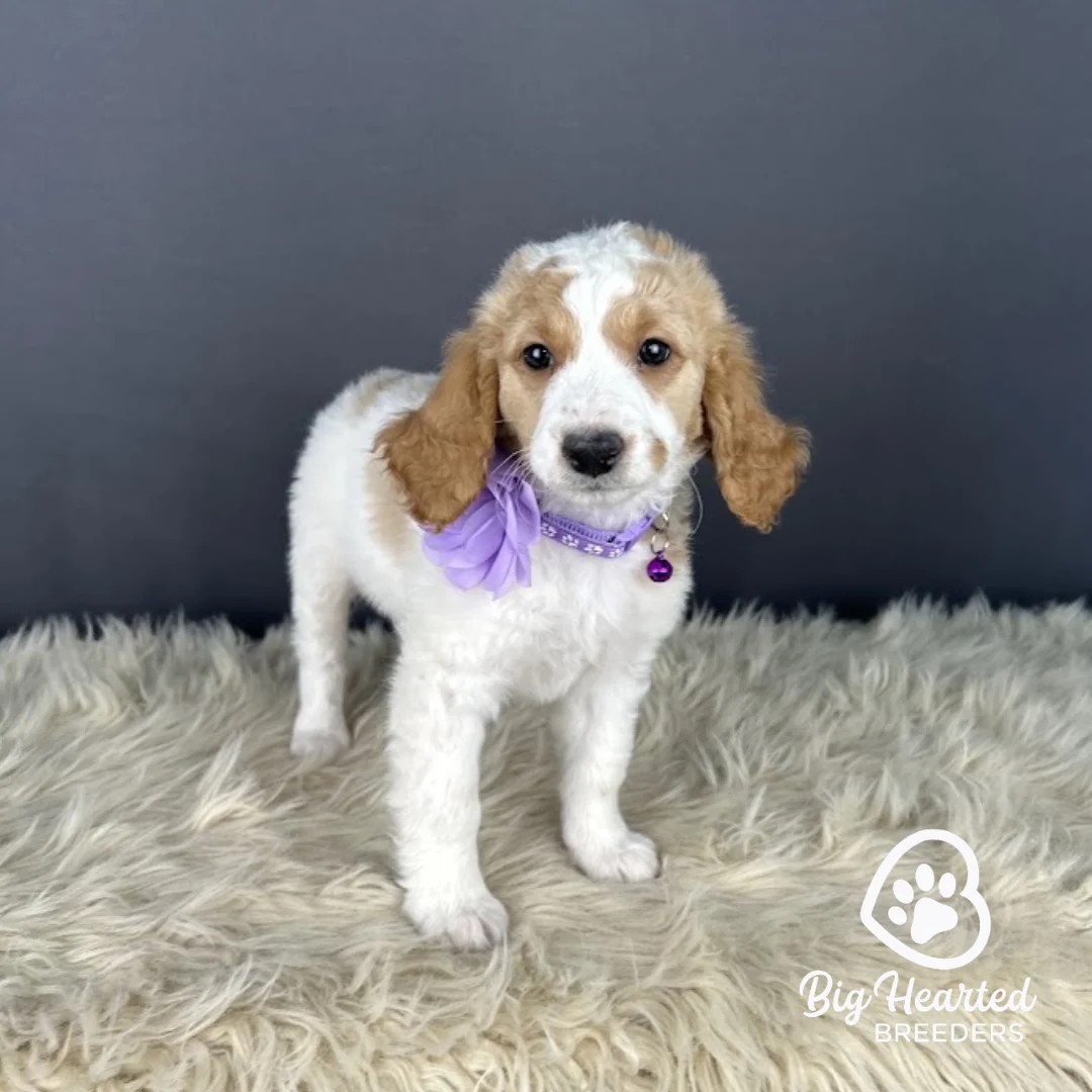 Venus, Mini Golden Retriever puppy wearing purple collar