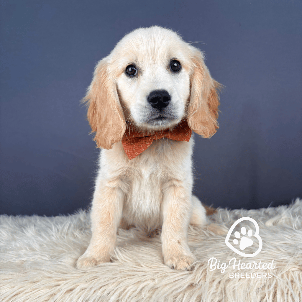 Gantu Gantu, Mini Golden Retriever Puppy, Big Hearted Breeders