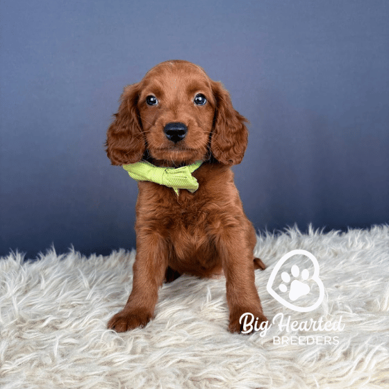 Julian, Mini Golden Retriever Puppy, Big Hearted Breeders