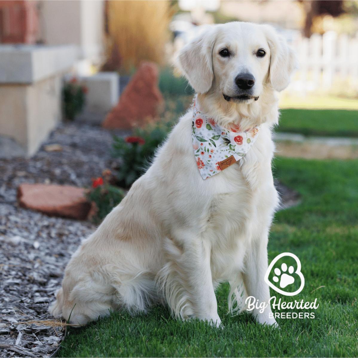 Lily, Mini Golden Retriever Mom, Big Hearted Breeders