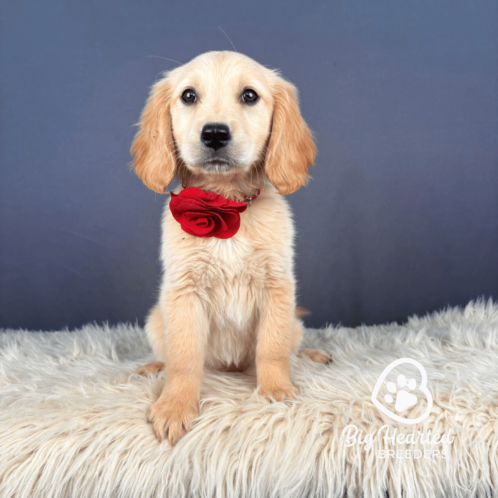 Lilo Lilo, Mini Golden Retriever Puppy, Big Hearted Breeders