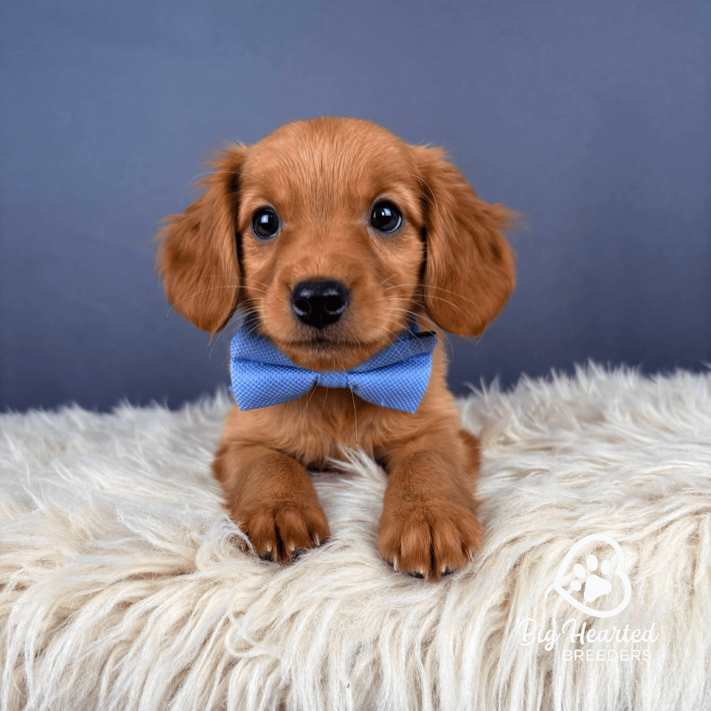 Rico, Mini Golden Retriever Puppy, Big Hearted Breeders