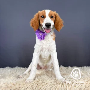 Venus, Mini Golden Retriever puppy wearing purple collar