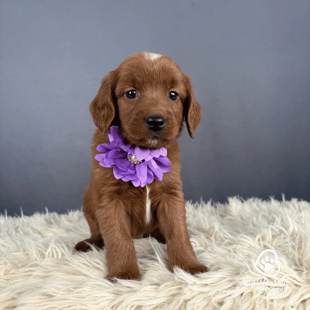 Cookies n Cream, Mini Golden Retriever Puppy, Big Hearted Breeders