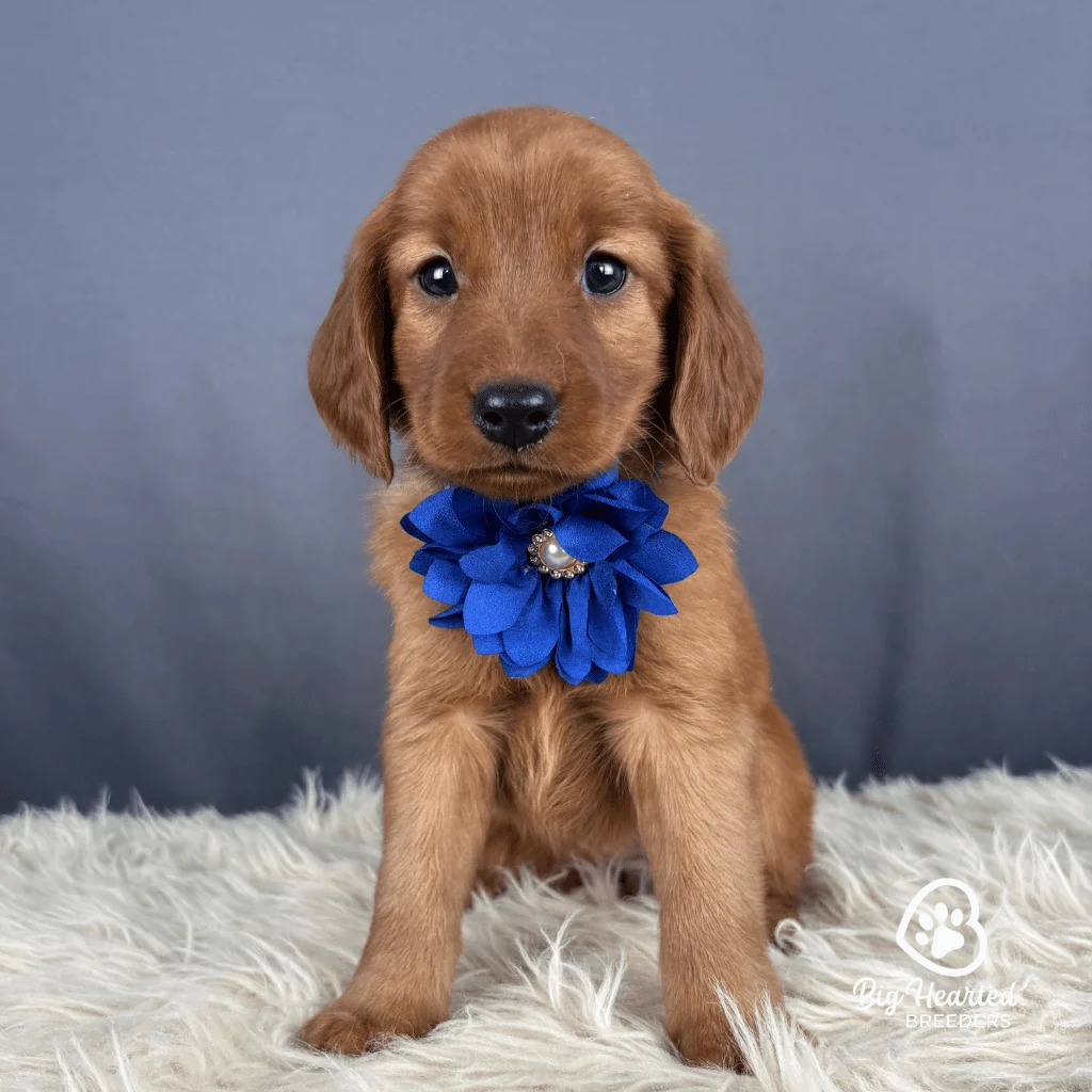 Cotton Candy, Mini Golden Retriever Puppy, Big Hearted Breeders