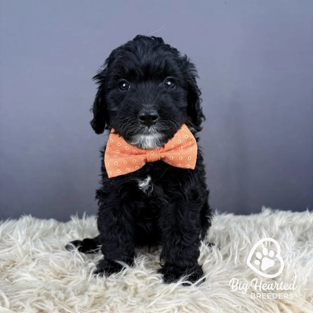 Hero, Mini Golden Retriever Puppy wearing orange collar