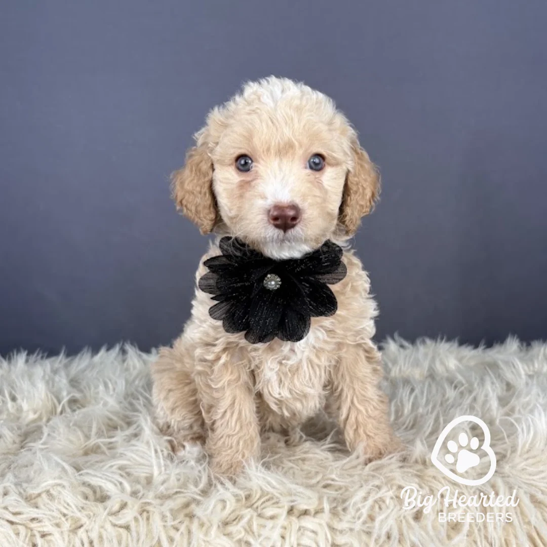 Justice, mini golden retriever puppy wearing black flower collar