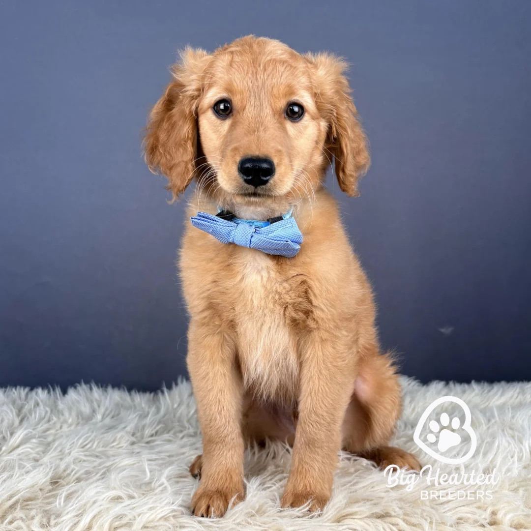 Maverick Maverick, Mini Golden Retriever Puppy, Big Hearted Breeders