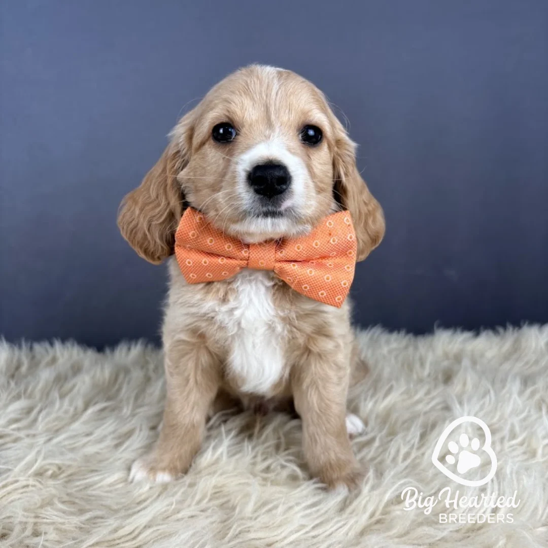 Michael Michael, Mini Golden Retriever Puppy, Big Hearted Breeders