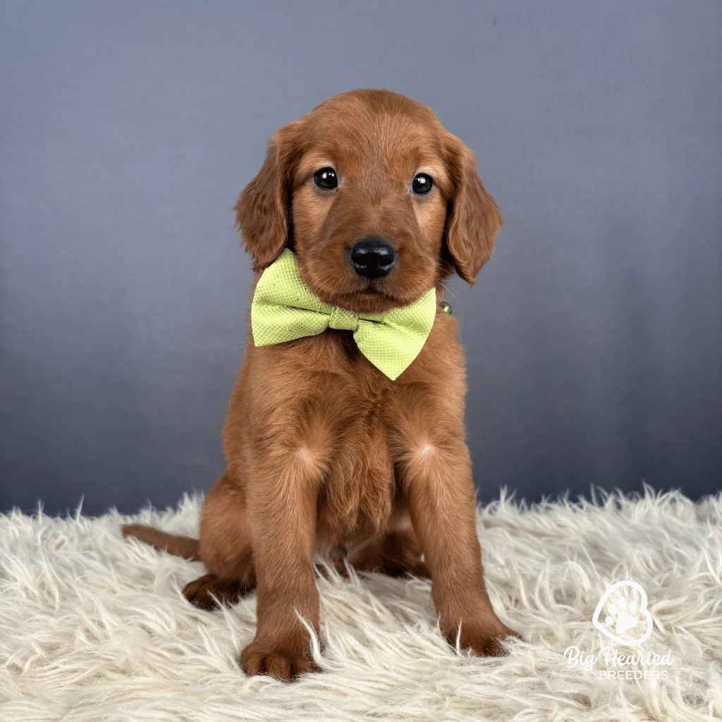 Mint, Mini Golden Retriever Puppy, Big Hearted Breeders
