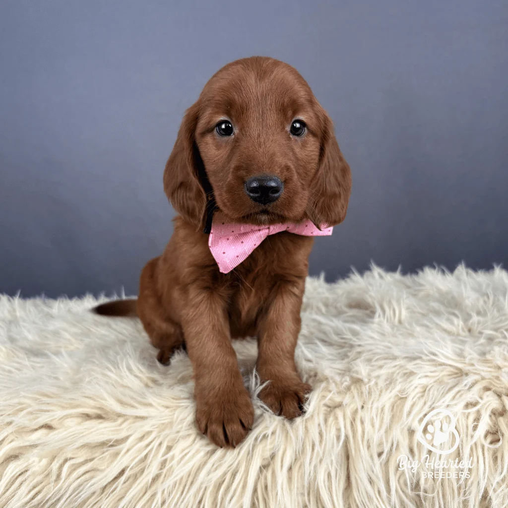 Sherbet, Mini Golden Retriever Puppy, Big Hearted Breeders