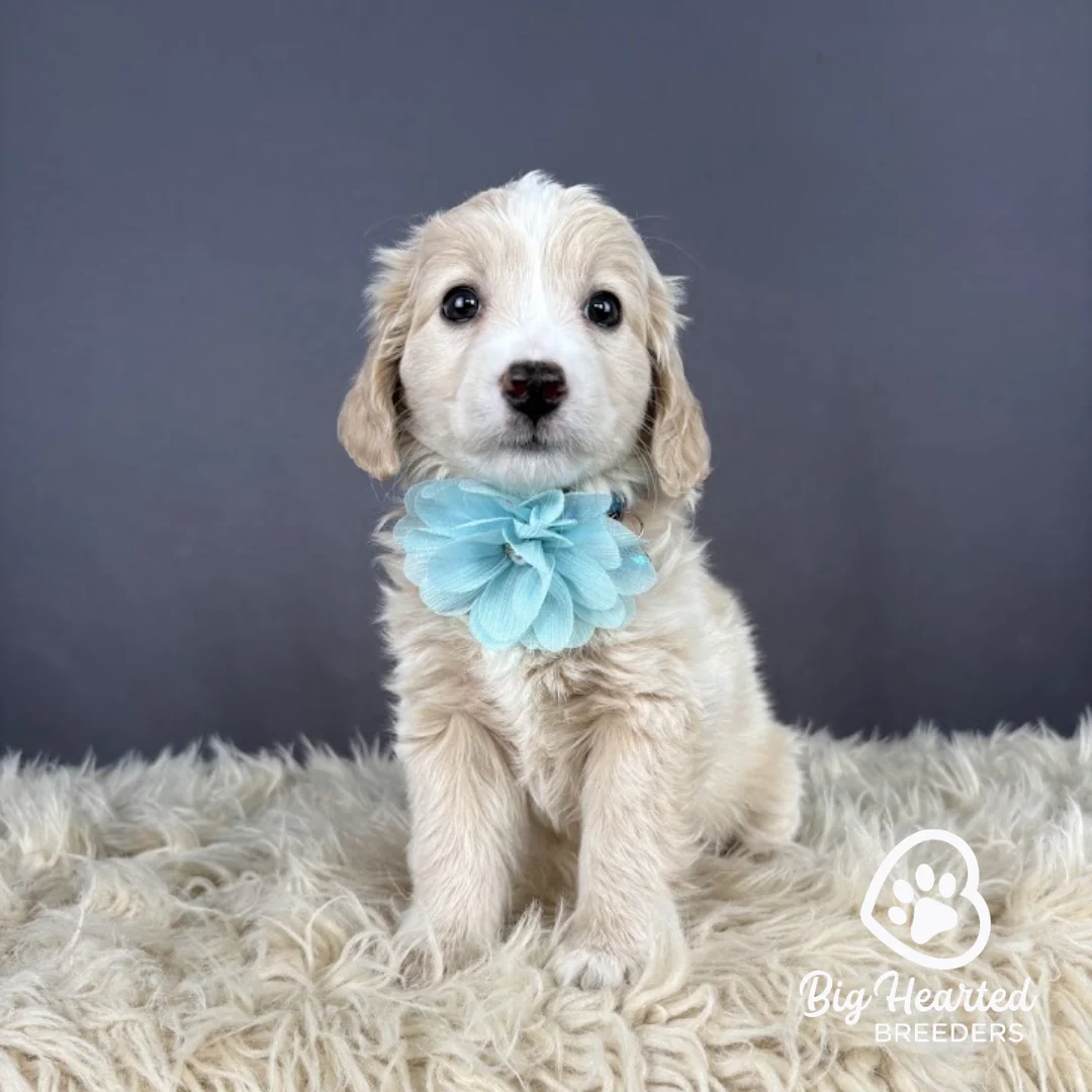 Spirit, mini golden retriever wearing a blue flower collar