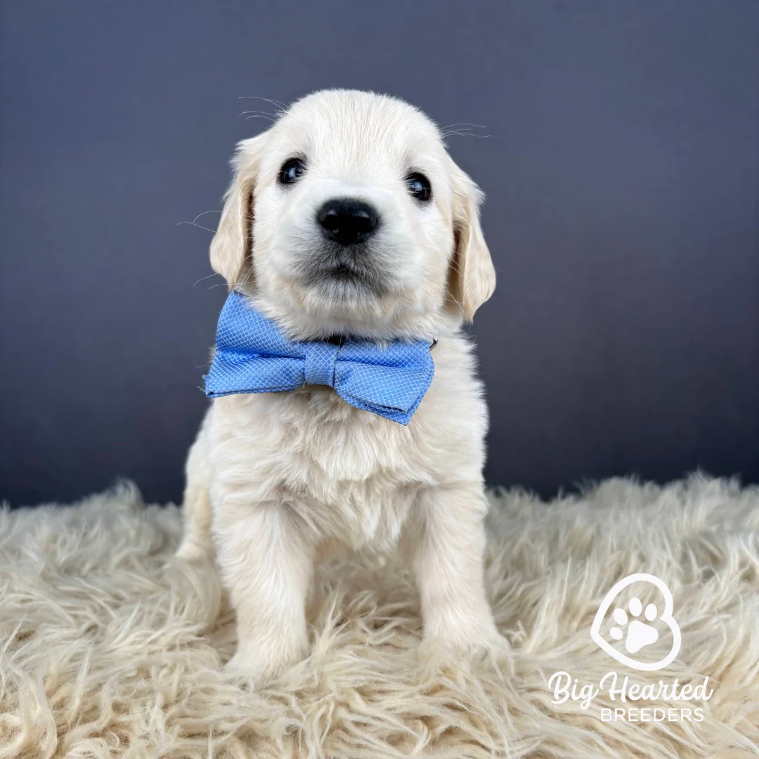 Yoshi, Mini Golden Retriever Puppy wearing blue collar